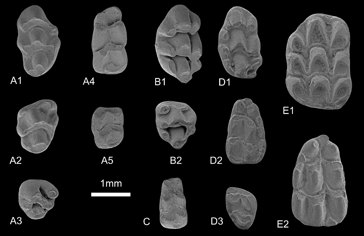 云南元谋发现目前最早的长臂猿祖先化石